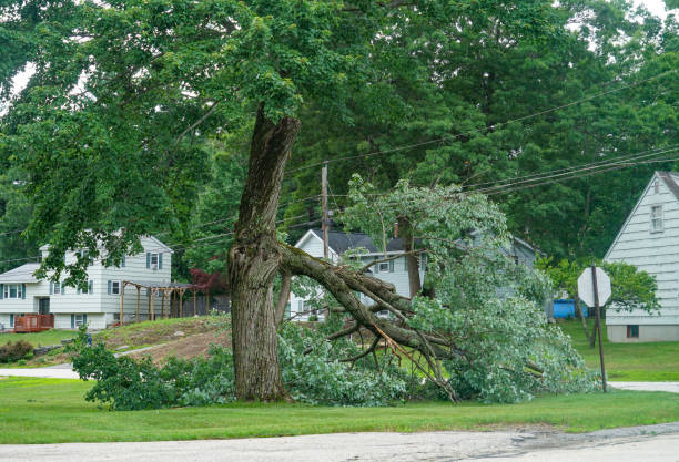 How Our Tree Care Process Works  in  Tiptonville, TN